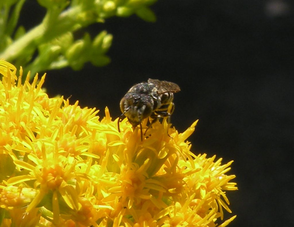 Coelioxys sp?